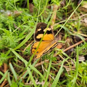 Heteronympha merope at QPRC LGA - 16 Jan 2024