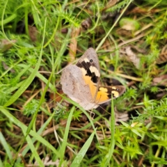 Heteronympha merope at QPRC LGA - 16 Jan 2024