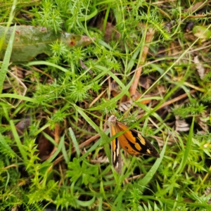 Heteronympha merope at QPRC LGA - 16 Jan 2024