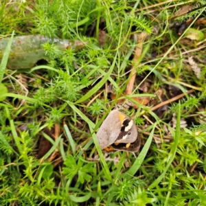 Heteronympha merope at QPRC LGA - 16 Jan 2024