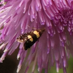 Glyphipterix chrysoplanetis (A Sedge Moth) at City Renewal Authority Area - 14 Jan 2024 by ConBoekel