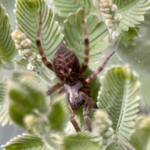 Badumna longinqua at Russell, ACT - 16 Jan 2024 05:03 PM