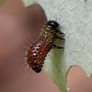 Paropsisterna beata at Russell, ACT - 16 Jan 2024