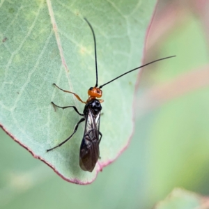 Braconidae (family) at Russell, ACT - 16 Jan 2024