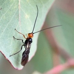 Braconidae (family) at Russell, ACT - 16 Jan 2024