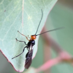 Braconidae (family) at Russell, ACT - 16 Jan 2024