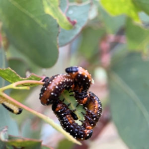 Paropsis variolosa at Russell, ACT - 16 Jan 2024