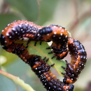 Paropsis variolosa at Russell, ACT - 16 Jan 2024