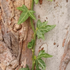 Hedera helix (Ivy) at Turner, ACT - 14 Jan 2024 by ConBoekel