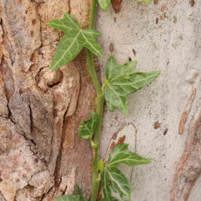 Hedera helix (Ivy) at Sullivans Creek, Turner - 14 Jan 2024 by ConBoekel