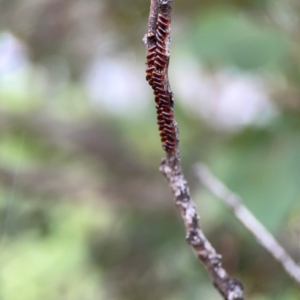 Paropsini sp. (tribe) at Russell, ACT - 16 Jan 2024 05:15 PM