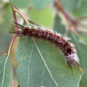 Euproctis baliolalis at Russell, ACT - 16 Jan 2024