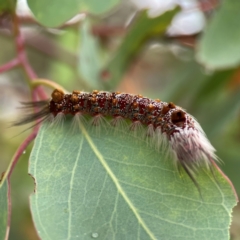 Euproctis baliolalis at Russell, ACT - 16 Jan 2024