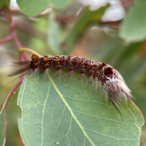 Euproctis baliolalis at Russell, ACT - 16 Jan 2024