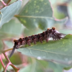 Euproctis baliolalis at Russell, ACT - 16 Jan 2024