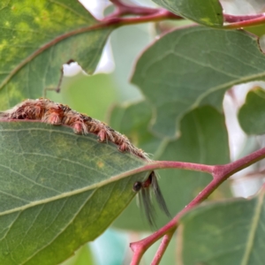 Euproctis baliolalis at Russell, ACT - 16 Jan 2024