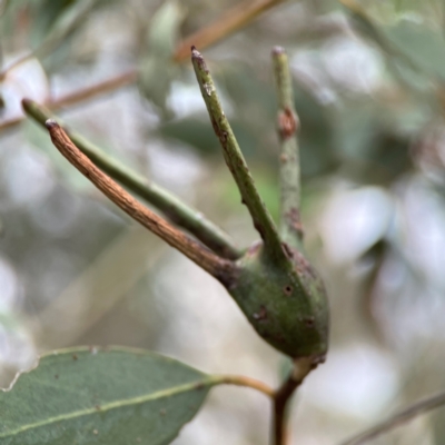 Apiomorpha munita (Four horned Gum-tree Gall) at Russell, ACT - 16 Jan 2024 by Hejor1