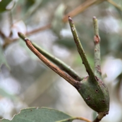 Apiomorpha munita at Russell, ACT - 16 Jan 2024