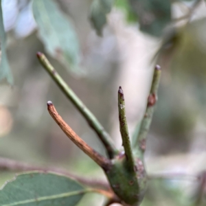 Apiomorpha munita at Russell, ACT - 16 Jan 2024