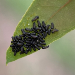 Paropsini sp. (tribe) (Unidentified paropsine leaf beetle) at Russell, ACT - 16 Jan 2024 by Hejor1