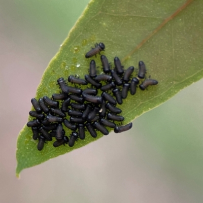 Paropsini sp. (tribe) (Unidentified paropsine leaf beetle) at Russell, ACT - 16 Jan 2024 by Hejor1