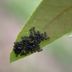 Paropsini sp. (tribe) at Russell, ACT - 16 Jan 2024 05:18 PM