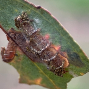 Hypertrophidae sp. (family) at Russell, ACT - 16 Jan 2024