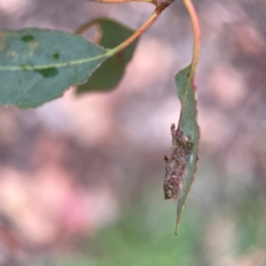 Hypertrophidae sp. (family) at Russell, ACT - 16 Jan 2024