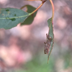 Hypertrophidae sp. (family) at Russell, ACT - 16 Jan 2024