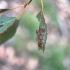 Hypertrophidae sp. (family) at Russell, ACT - 16 Jan 2024 05:18 PM