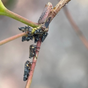 Katipo rubrivenosa at Russell, ACT - 16 Jan 2024