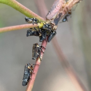 Katipo rubrivenosa at Russell, ACT - 16 Jan 2024