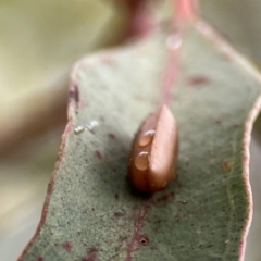 Unidentified Cockroach (Blattodea, several families) at Russell, ACT - 16 Jan 2024 by Hejor1