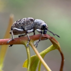 Rhinaria sp. (genus) (Unidentified Rhinaria weevil) at Russell, ACT - 16 Jan 2024 by Hejor1