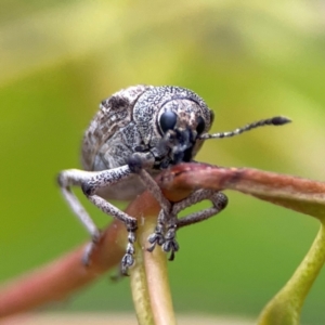 Rhinaria sp. (genus) at Russell, ACT - 16 Jan 2024