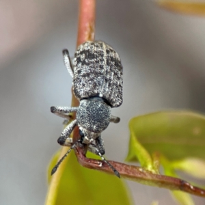 Rhinaria sp. (genus) at Russell, ACT - 16 Jan 2024