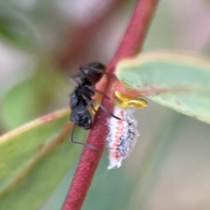 Polyrhachis sp. (genus) at Russell, ACT - 16 Jan 2024