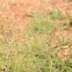 Chloris truncata (Windmill Grass) at Turner, ACT - 14 Jan 2024 by ConBoekel