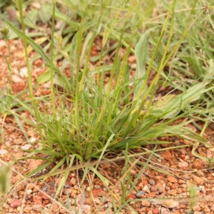 Chloris truncata at Sullivans Creek, Turner - 14 Jan 2024