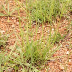 Chloris truncata at Sullivans Creek, Turner - 14 Jan 2024 12:06 PM