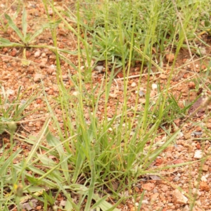 Chloris truncata at Sullivans Creek, Turner - 14 Jan 2024