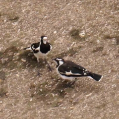 Grallina cyanoleuca (Magpie-lark) at Turner, ACT - 14 Jan 2024 by ConBoekel