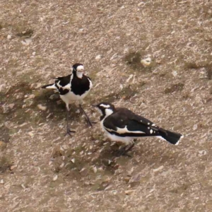 Grallina cyanoleuca at Sullivans Creek, Turner - 14 Jan 2024