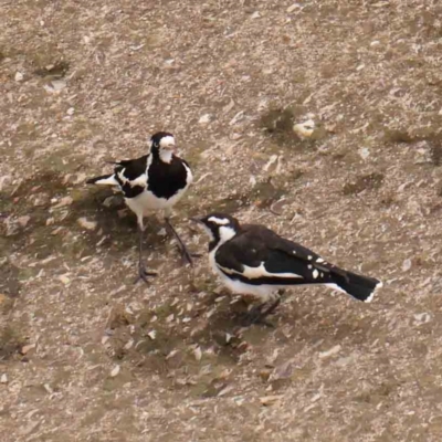 Grallina cyanoleuca (Magpie-lark) at Sullivans Creek, Turner - 14 Jan 2024 by ConBoekel