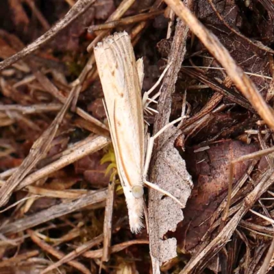 Culladia cuneiferellus (Crambinae moth) at Turner, ACT - 14 Jan 2024 by ConBoekel