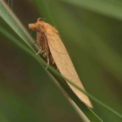 Epiphyas caryotis (A Tortricid moth) at Turner, ACT - 14 Jan 2024 by ConBoekel