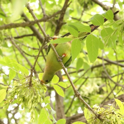 Polytelis swainsonii (Superb Parrot) at Sullivans Creek, Turner - 14 Jan 2024 by ConBoekel