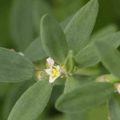Polygonum (genus) (Wireweed) at Haig Park - 14 Jan 2024 by ConBoekel