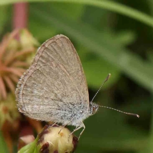 Zizina otis at Sullivans Creek, Turner - 14 Jan 2024