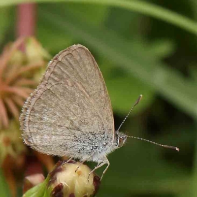 Zizina otis (Common Grass-Blue) at Turner, ACT - 14 Jan 2024 by ConBoekel